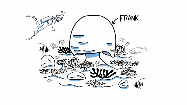 Coral Bleaching Explained: the story of Frank the coral