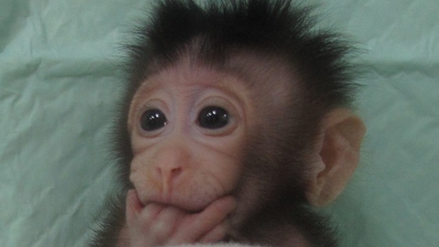 First cloned primates produced in China