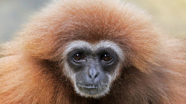 New gibbon species discovered in ancient Chinese tomb