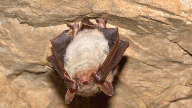 Ebola may have helped bats evolve to resist infection
