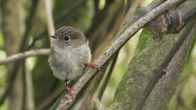 Island life makes birds smarter