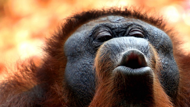 Doubts cast on Indonesian orangutan report
