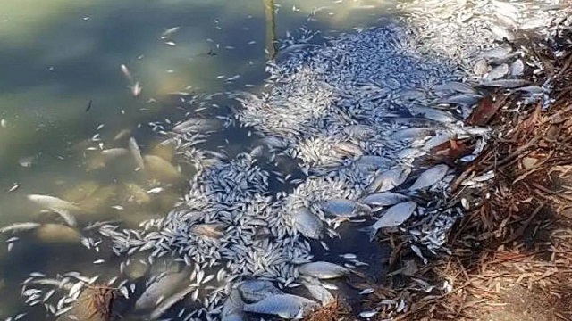 What killed a million Darling River fish?