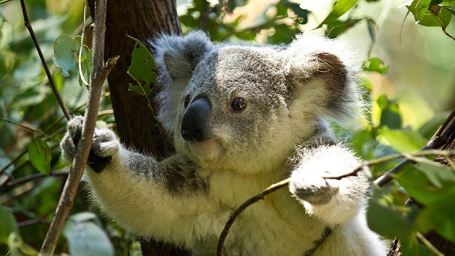 Koala-spotting drones a flying success