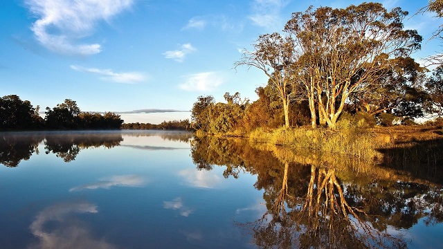 Murray River habitat restoration increases native fish populations