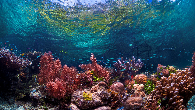 Corals can’t adjust to acidic oceans