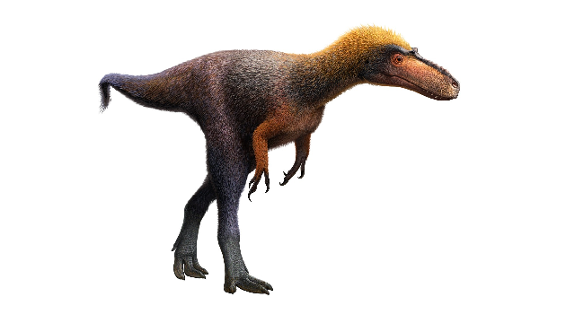 Tiny Tyrannosaur trod lightly 92 million years ago