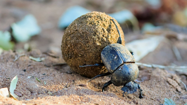 Dung beetles use sky and wind to find direction