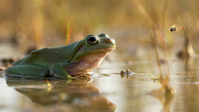 Scientists closing in on deadly frog fungus