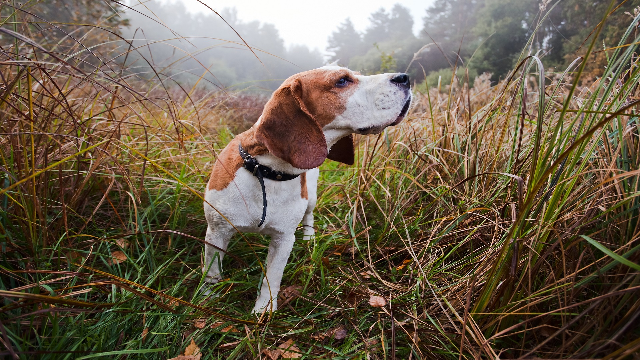 Dogs sniff out endangered insects