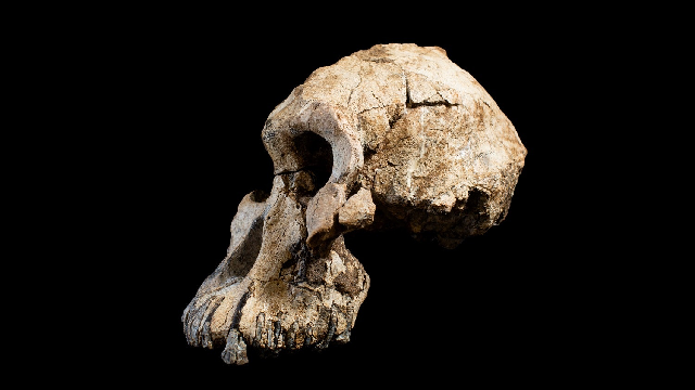 Ape-like face of early human ancestor revealed
