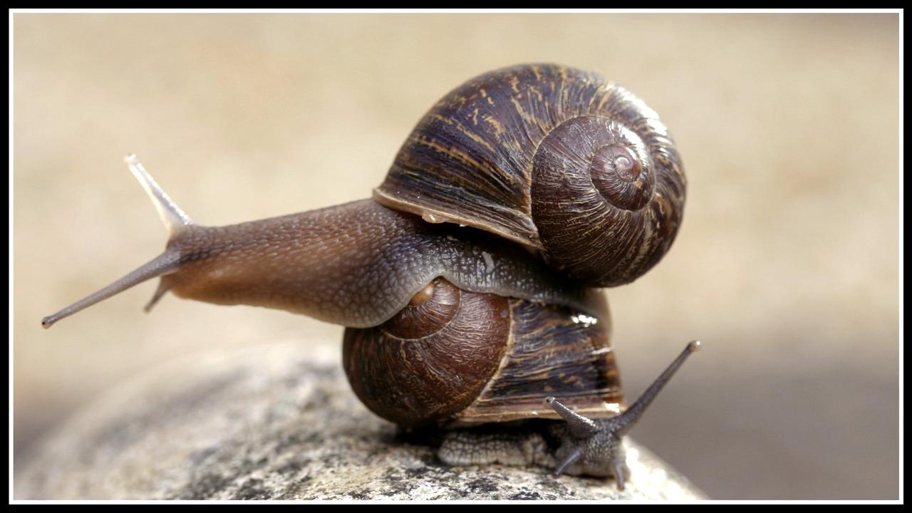 What is the purpose of Snails on earth? What is the 