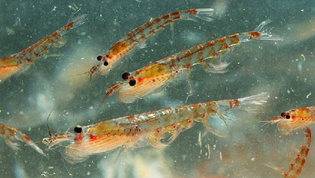 Carbon pumping: in for the krill