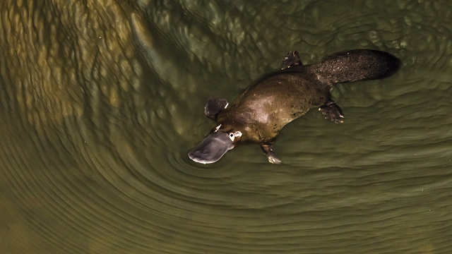 If we keep heading the way we’re going, the platypus is in big trouble