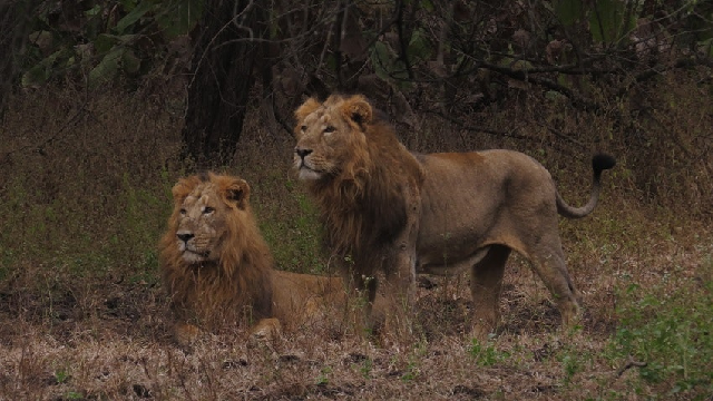Whisker-printing to identify individual lions