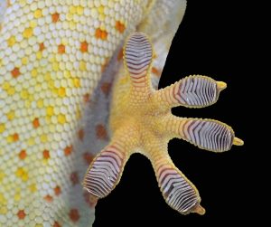 A close up of the patterns on gecko toes that are inspiring the design of robots