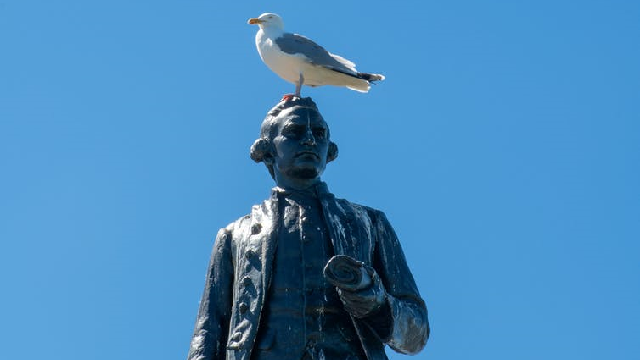 A statue of Captain James Cook with a seagull on his head