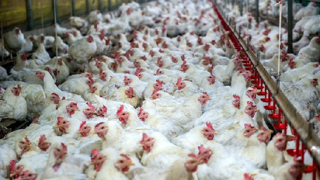 Battery hens crammed in a barn as global meat consumption comes with a range of animal welfare and environmental issues.