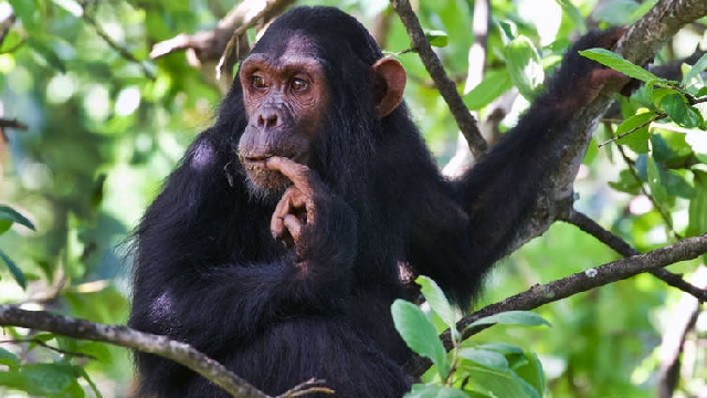A young chimpanzee Fifty, son of Fanni sitting in a tree in Gombe National Park.