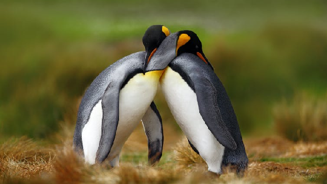 Penguins embracing each other.