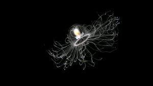 Jellyfish floating on black background