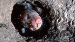 Naked mole rat poking head out of burrow