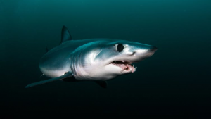 Shark swimming in dark water