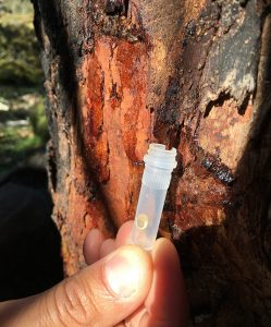 Hand holding tube up to tree. Small gum drop in tube.