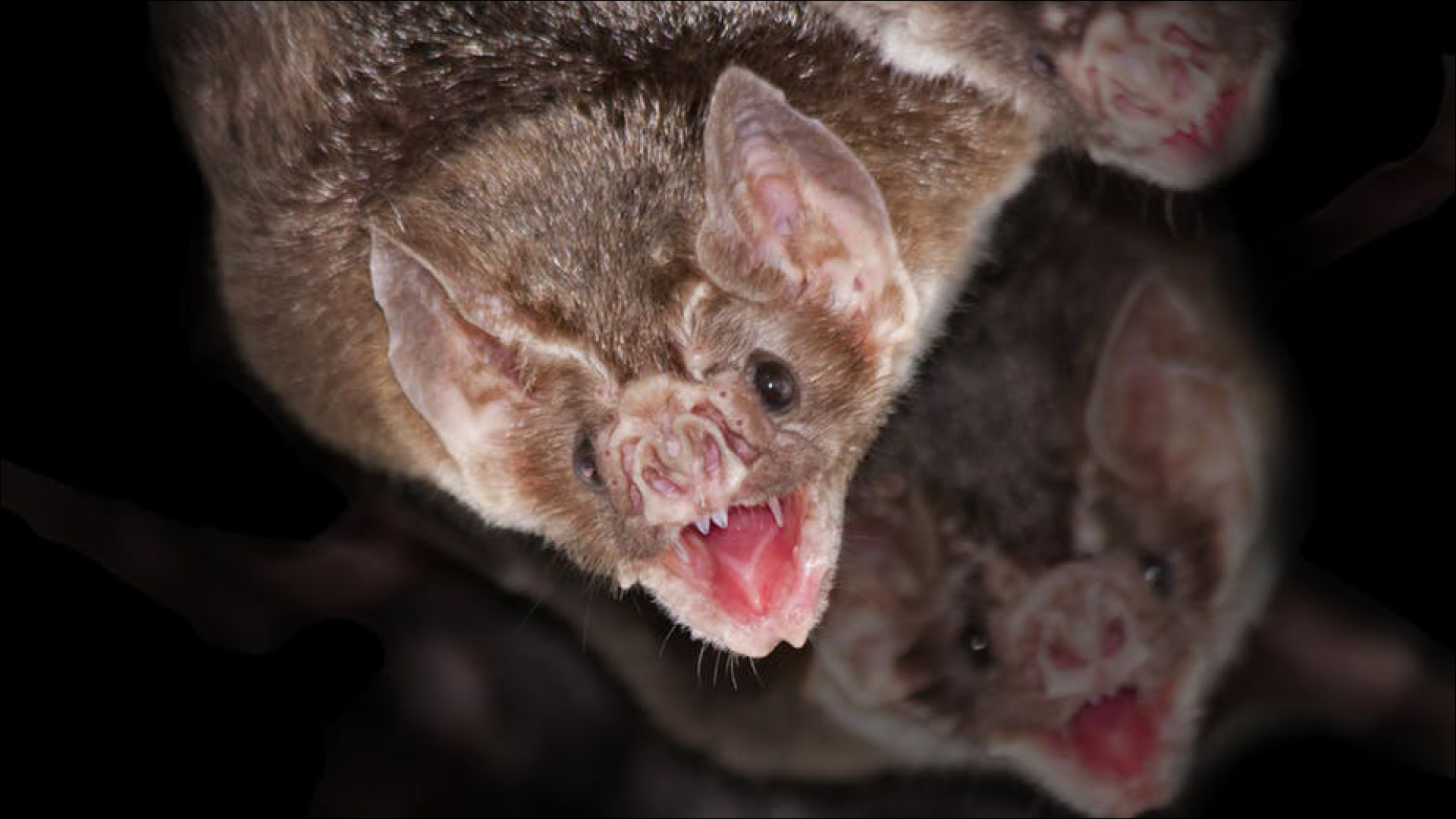 Bats hanging with open mouth
