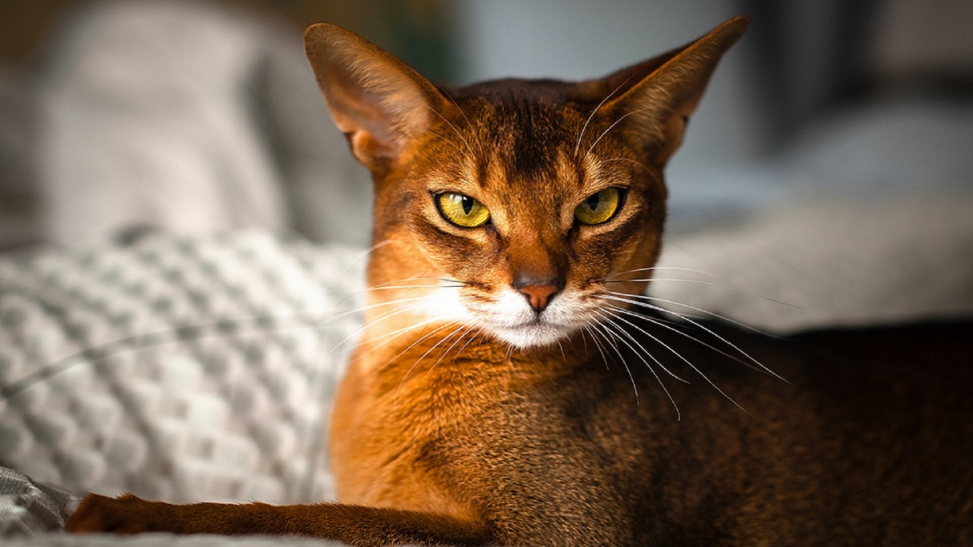 Abyssinian cat with reddish fur and yellow eyes