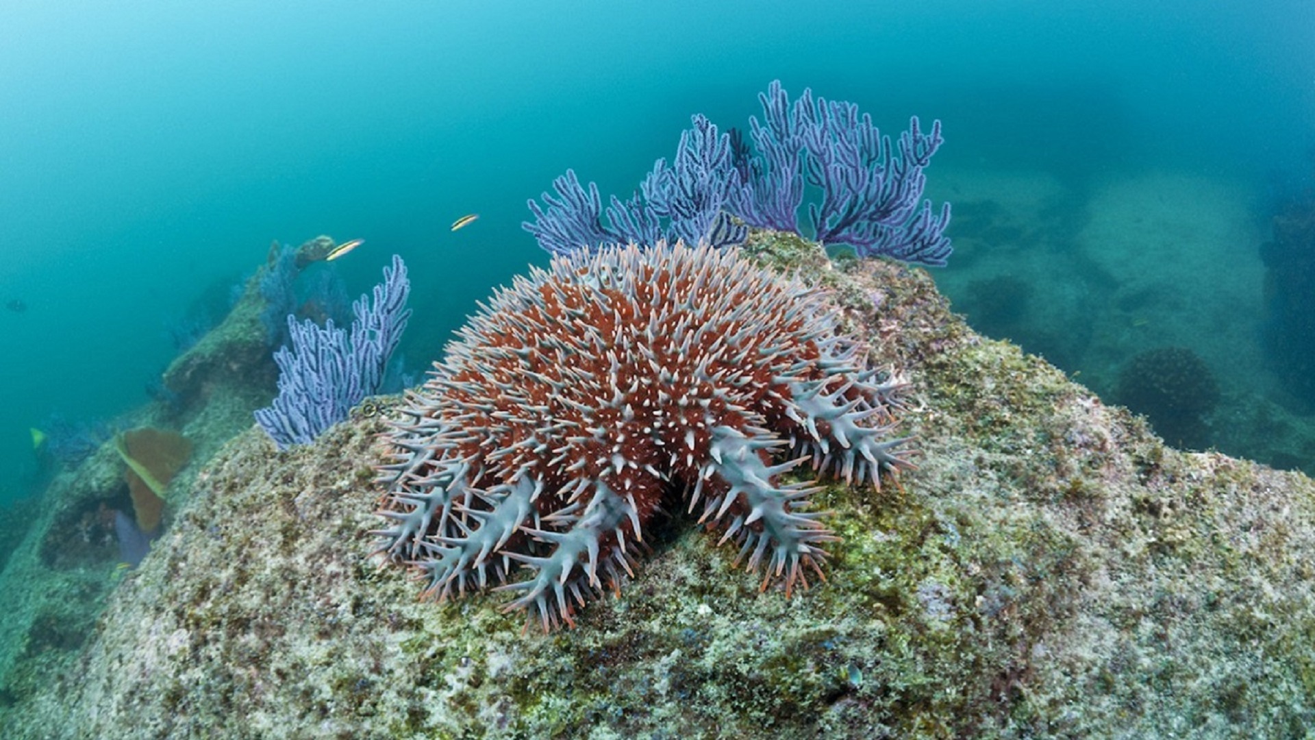 rown-of-Thorns Starfish on coral reef, 