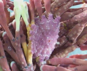 juveenileStarfish on coral