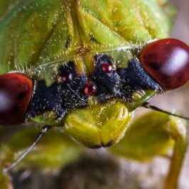 Close up of cicada eyes