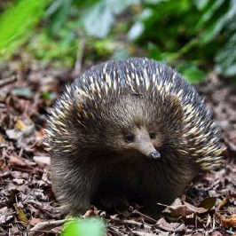 Echidna sitting on leaves
