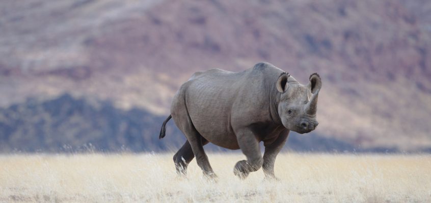 A high-tech battle to protect the black rhino