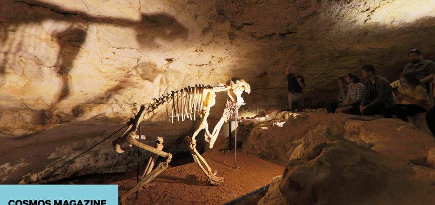 Naracoorte Caves: A rolls-royce record of biodiversity