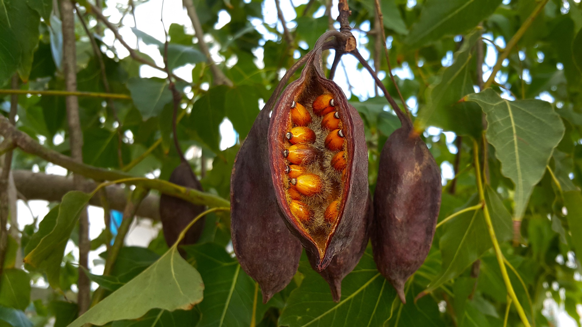 Seed pod from a black kurrajong tree that has opened to show orange seeds