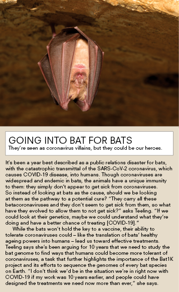 Bat hanging from rock