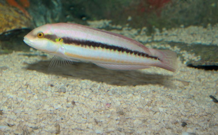 A Slippery Dick Wrasse
