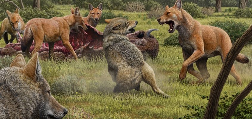 Stark legacy: secrets of dire wolves revealed