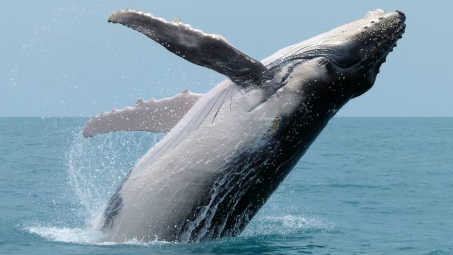 A humpback whale calf breaches from the water. Credit: Dave Harvey, 2011 / Australian Antarctic Division.