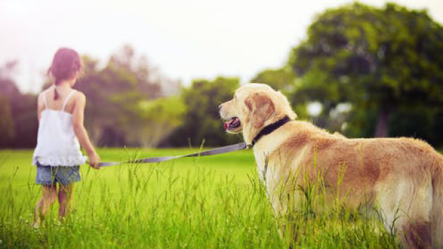 How far away can dogs smell and hear?