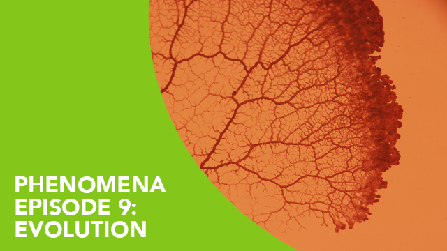 Phenomena – Episode 9: Evolution