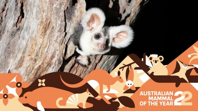 Greater glider: a clumsy possum ready to glide into your heart