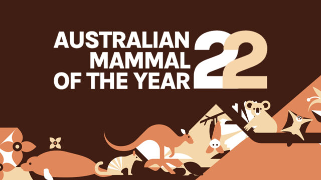 At last, an election you can actually get excited to vote in: our inaugural Australian Mammal of the Year